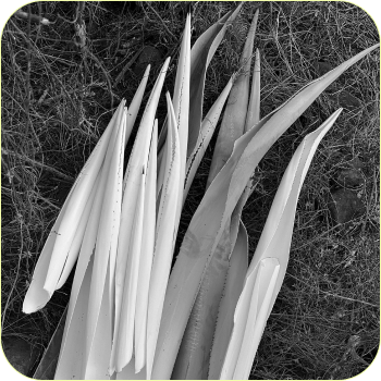 A black-and-white photograph of cut agave leaves in Oaxaca.